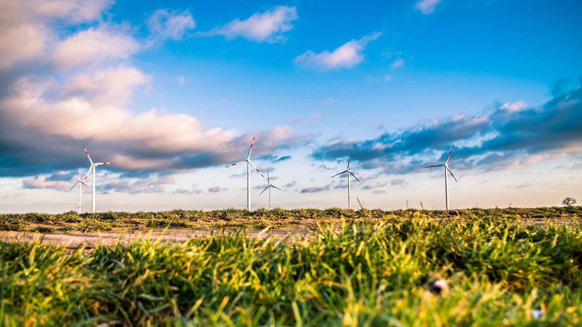 Windräder auf einem Feld