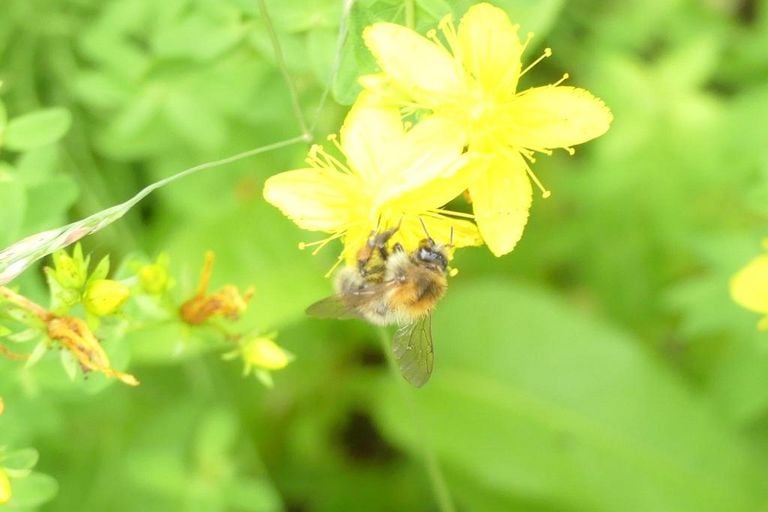 Campusbewohnerin der Woche: die Ackerhummel (Bombus pascuorum)