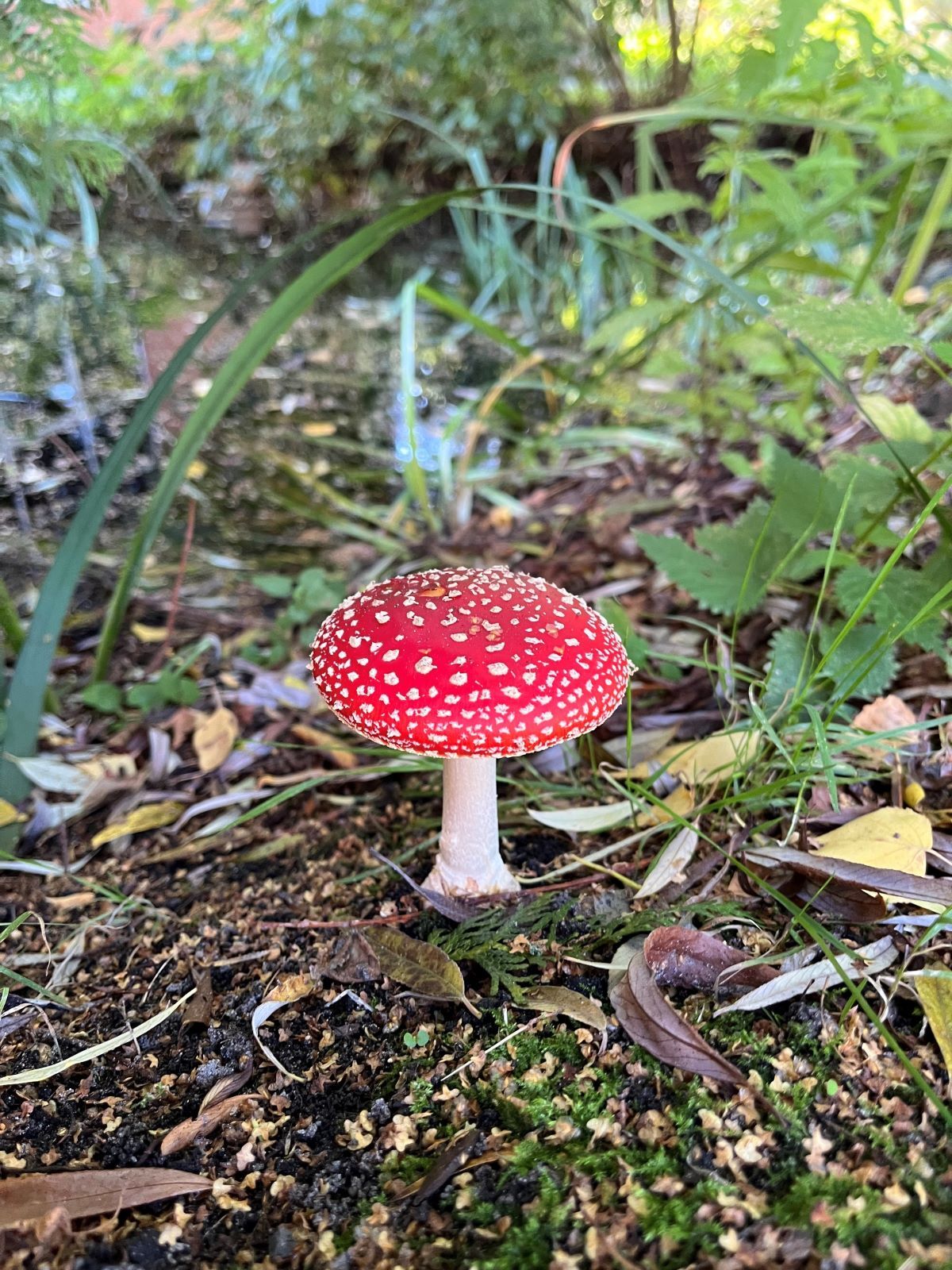 Campusbewohner des Monats: Der Fliegenpilz (Amanita muscaria)