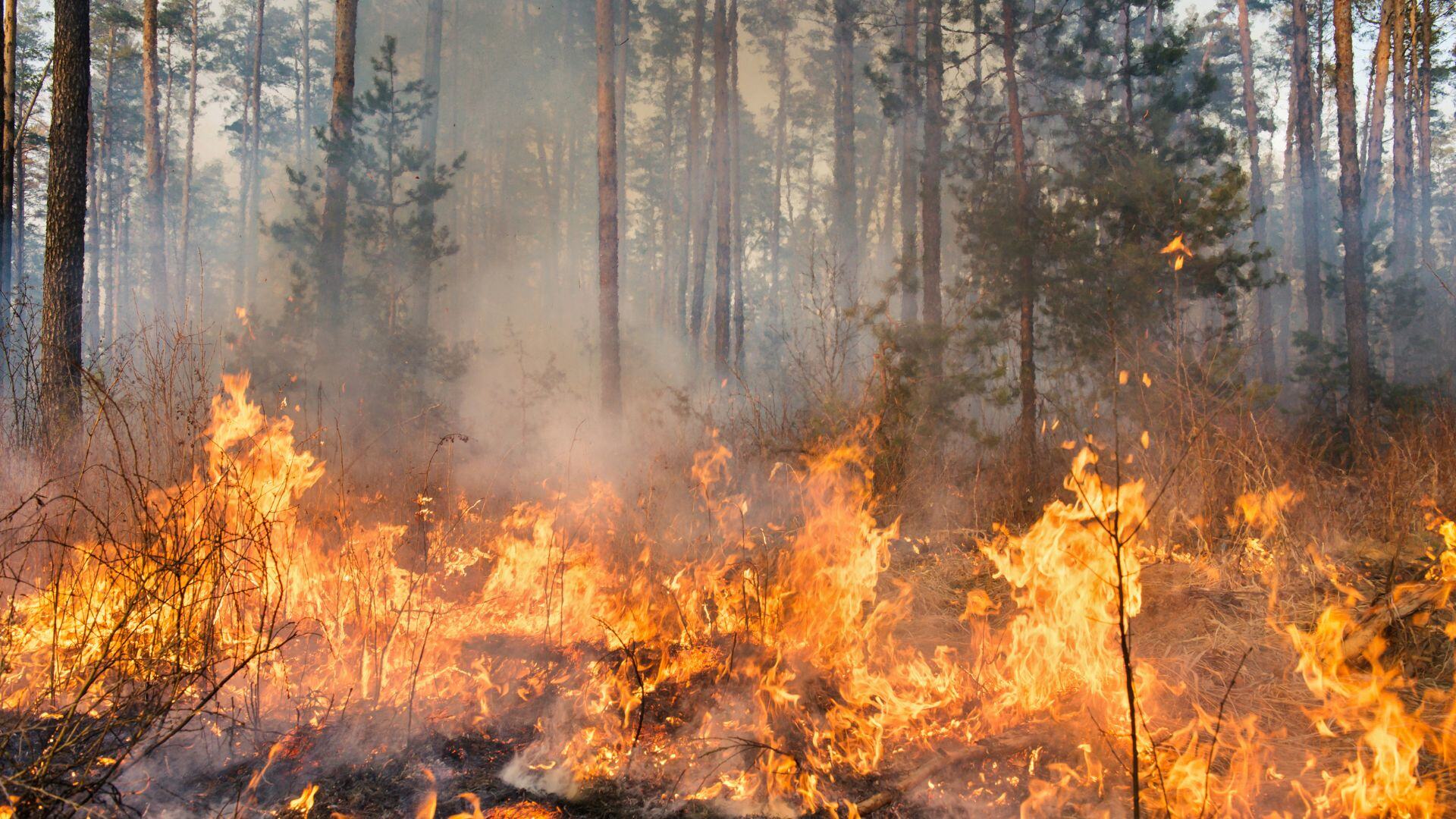 Digitale Waldbrandprävention mit Erfolg